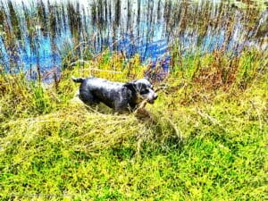 Grafton NSW, Australia