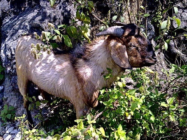 Golden Brahmin's 