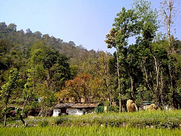 Golden Brahmin's 