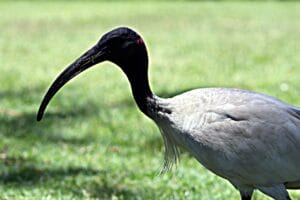 See, Ibis!