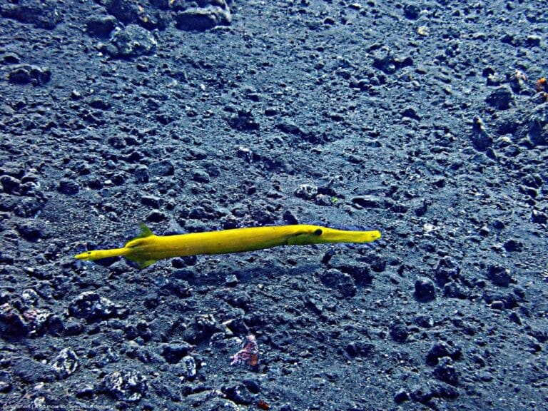 Than the Eye Can See 