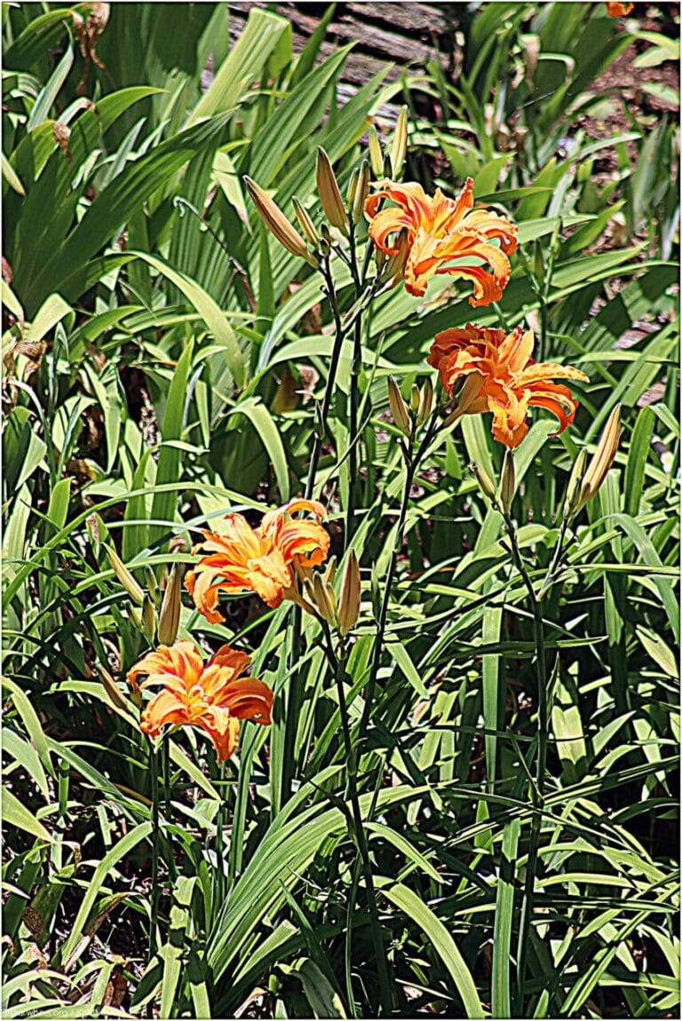 John Richard, the King 