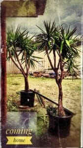 Kuess Mich! STARWHEEL Kuess Mich! STARWHEEL