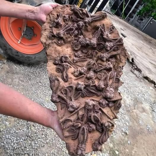 Jimbacrinus crinoid fossils, Gascoyne Junction in Western Australia, a Truth more Devastating