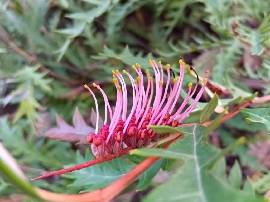The Hidden Face of Nuit: Entering the Sacred Rose, Leave Me in the Dark STARWHEEL