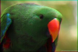 Dreams of Parallelization