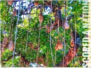 YOUR FACE***K STARWHEEL