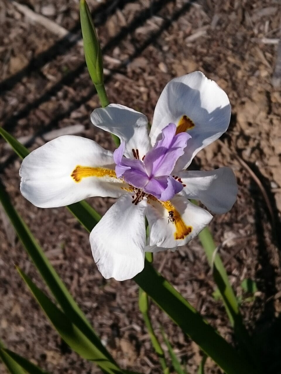 A Smell of Rain (si)