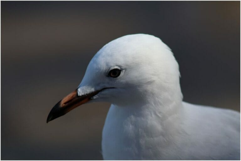 You Have Never Left Egypt 