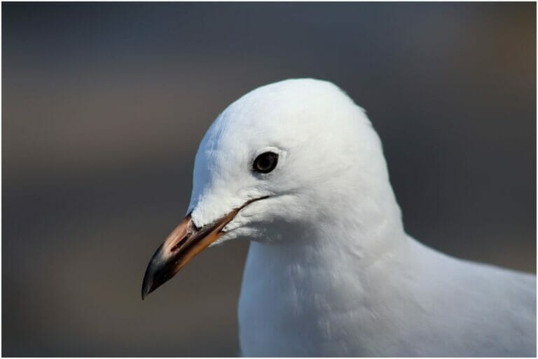 You Have Never Left Egypt 