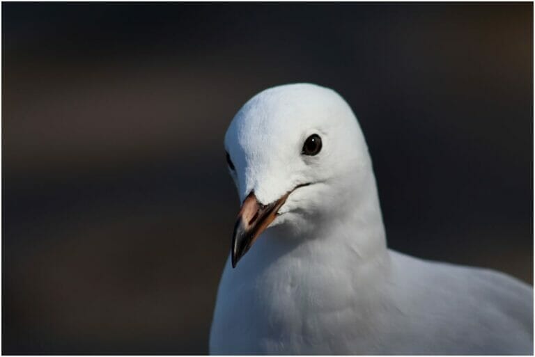 You Have Never Left Egypt 