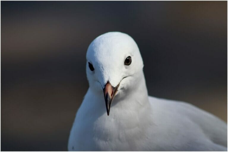 You Have Never Left Egypt 