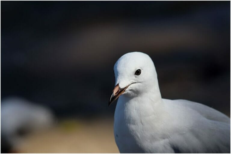 You Have Never Left Egypt 