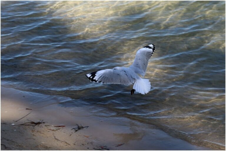 You Have Never Left Egypt 