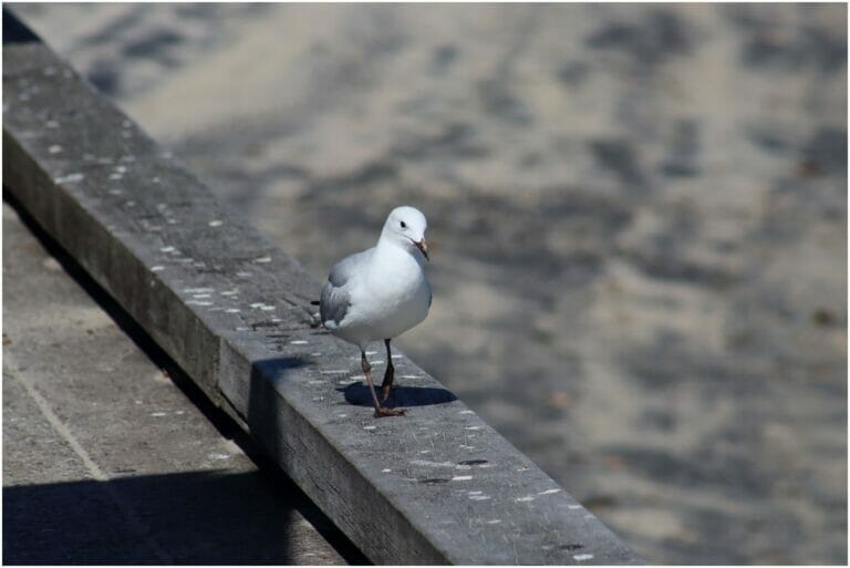 You Have Never Left Egypt 