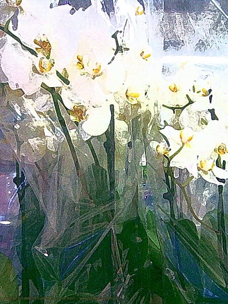 In Your Dreams, Entrapped 