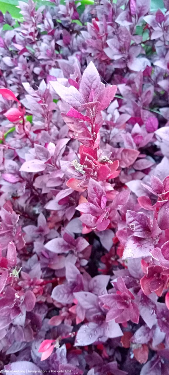 Tom, he Said, was Home 