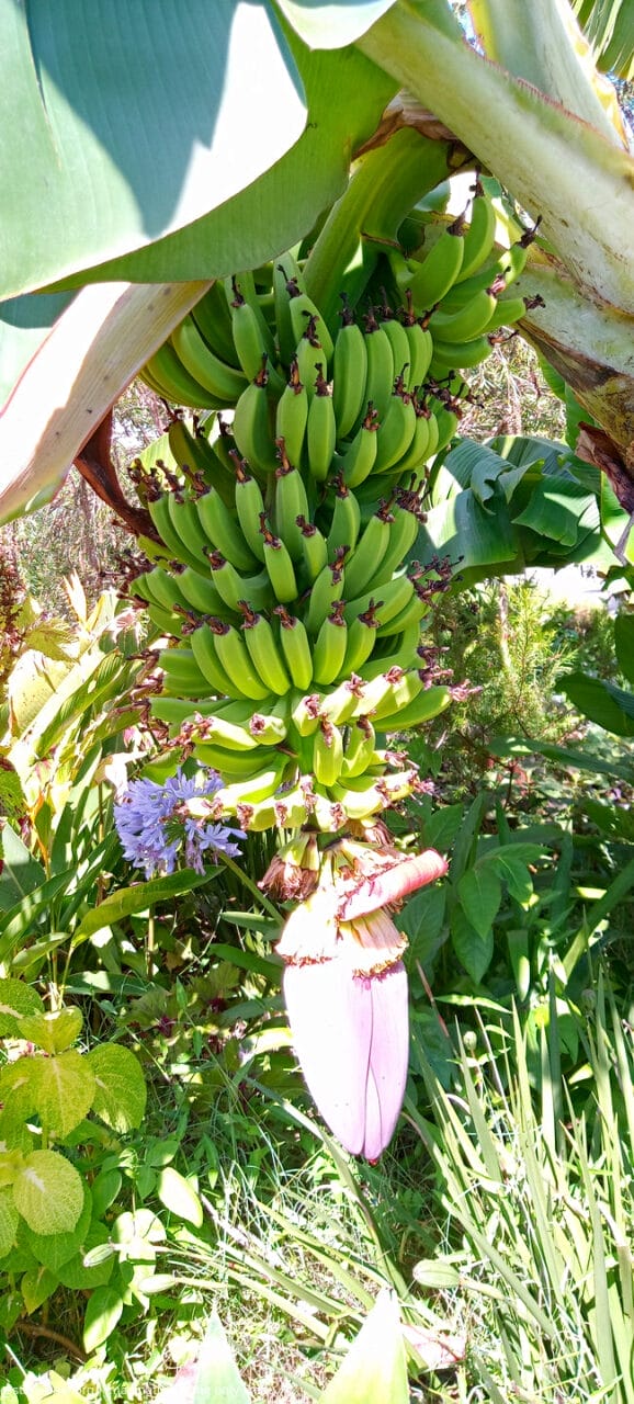 Tom, he Said, was Home 