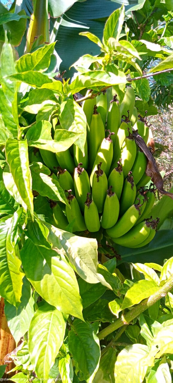 Tom, he Said, was Home 