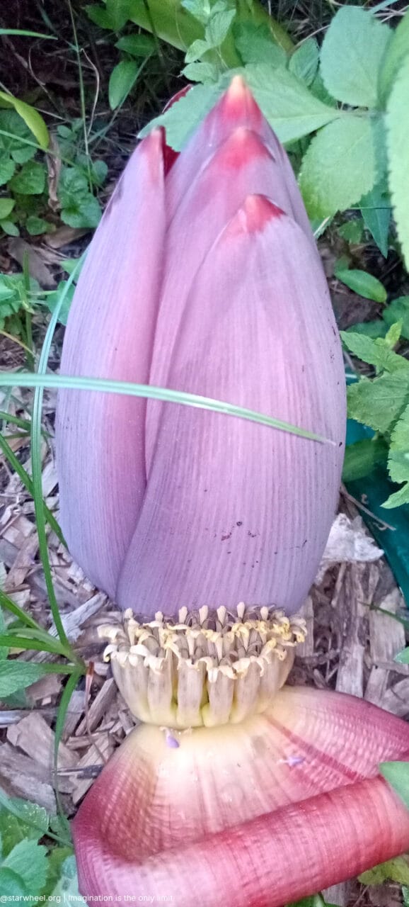 Tom, he Said, was Home 