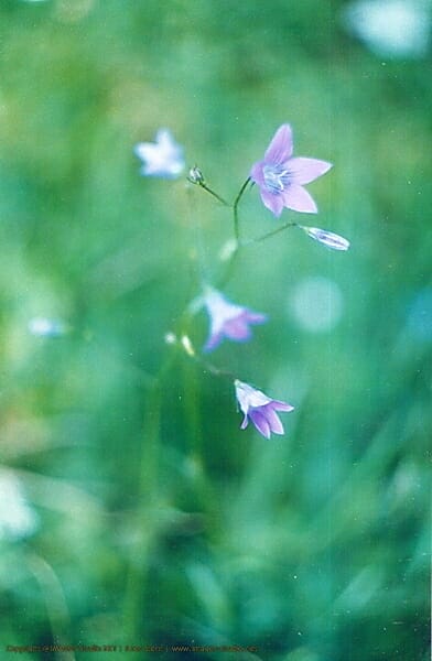 In Your Dreams, Entrapped 