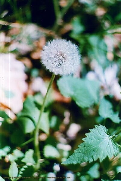 In Your Dreams, Entrapped 