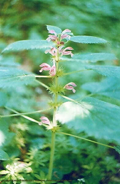 In Your Dreams, Entrapped 