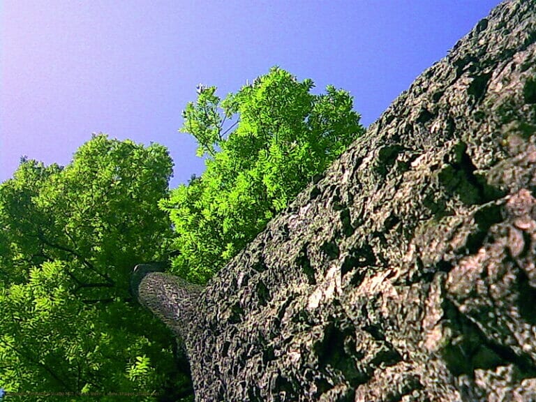 In Your Dreams, Entrapped 