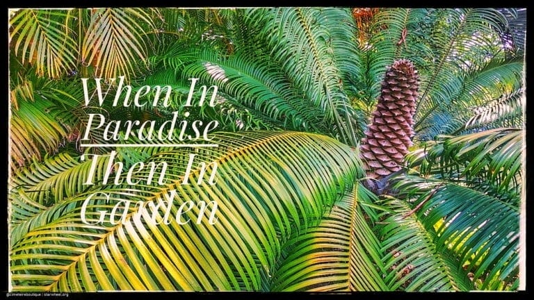 Kurbis Ol, To Die For 