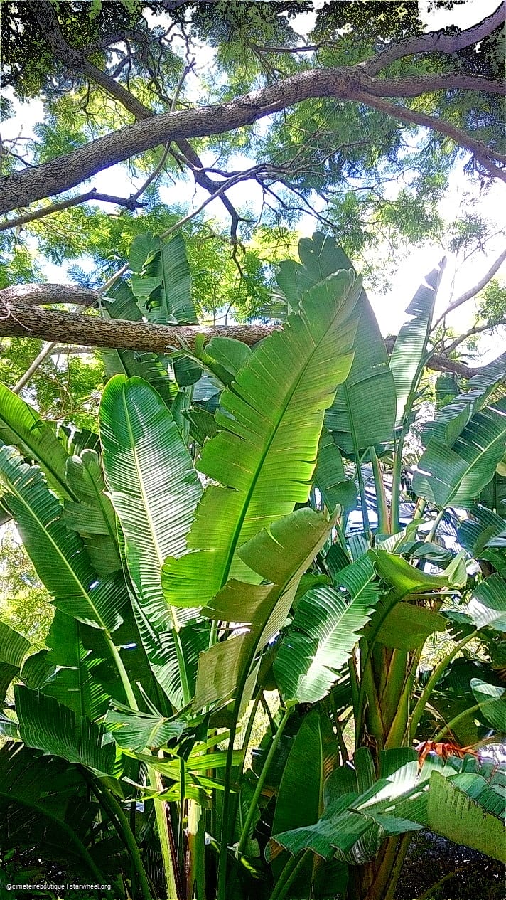 Kurbis Ol, To Die For 