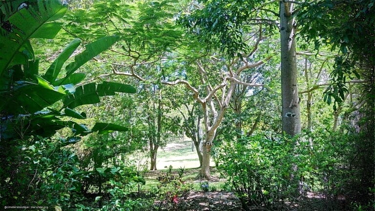 Kurbis Ol, To Die For 