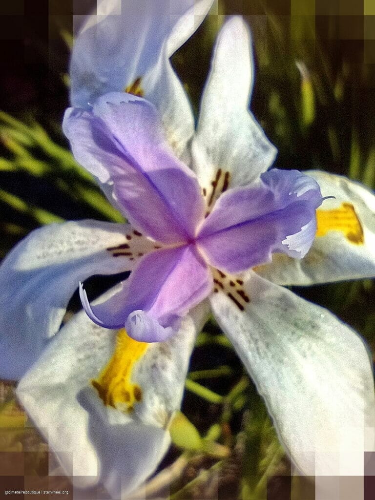 Thy Name is Thy Armor 