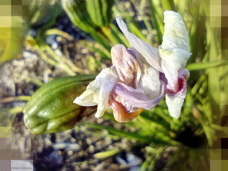 Thy Name is Thy Armor 