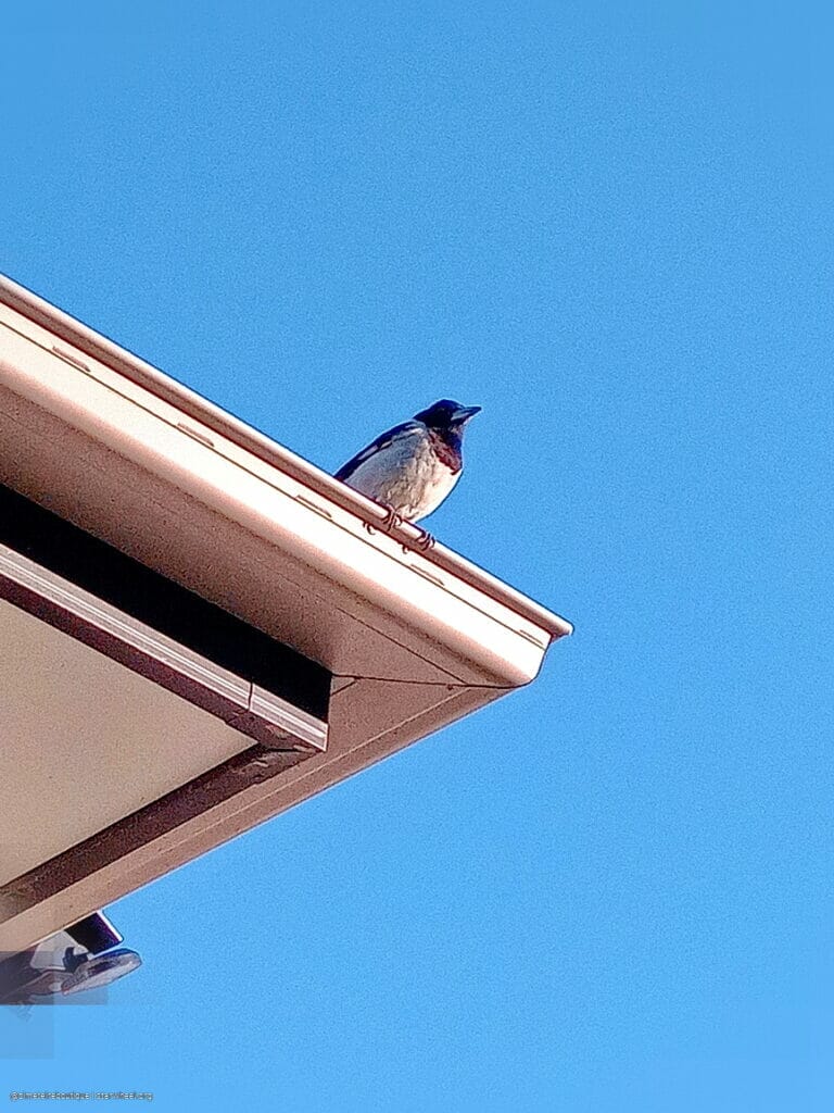 Thy Name is Thy Armor 