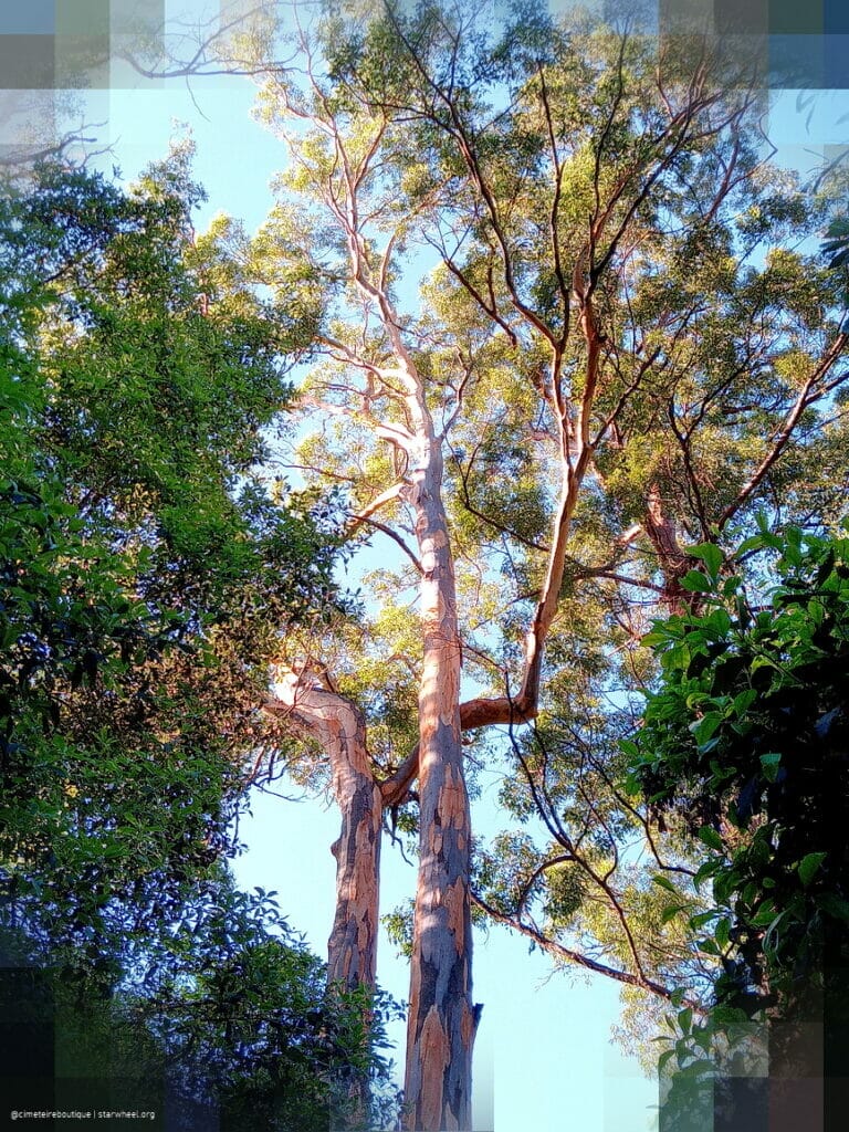 Thy Name is Thy Armor 