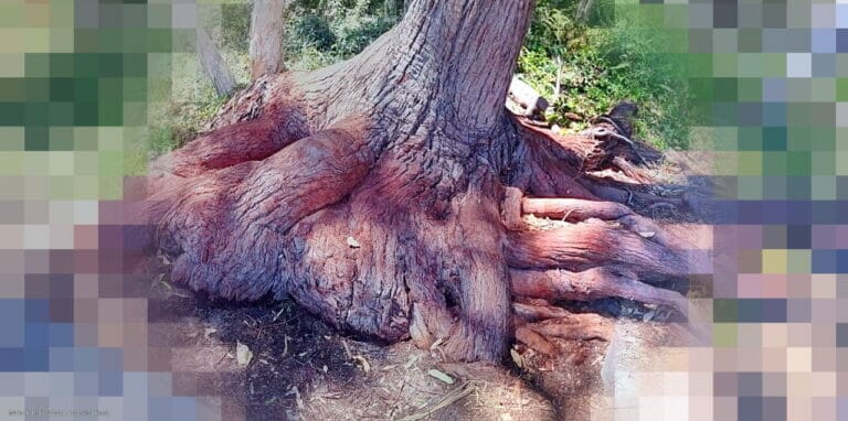 Our Thoughts Have Been 