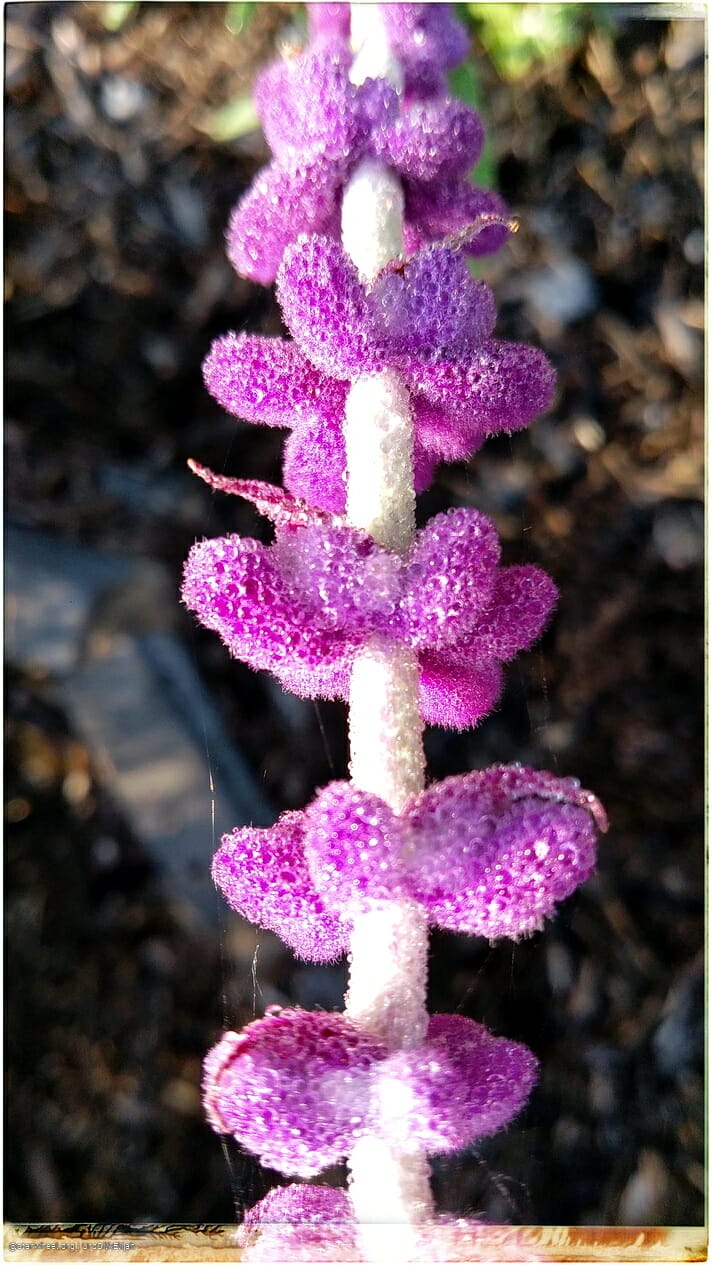 Humming Rolls of Heavyclay 