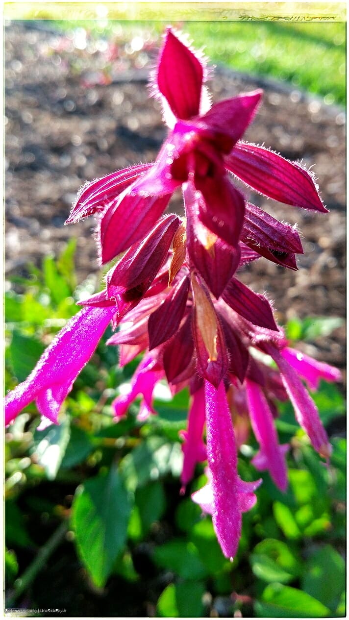 Humming Rolls of Heavyclay 