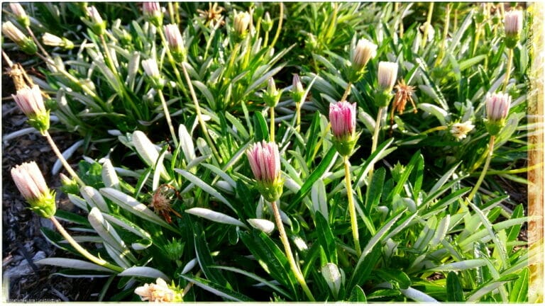 Humming Rolls of Heavyclay 