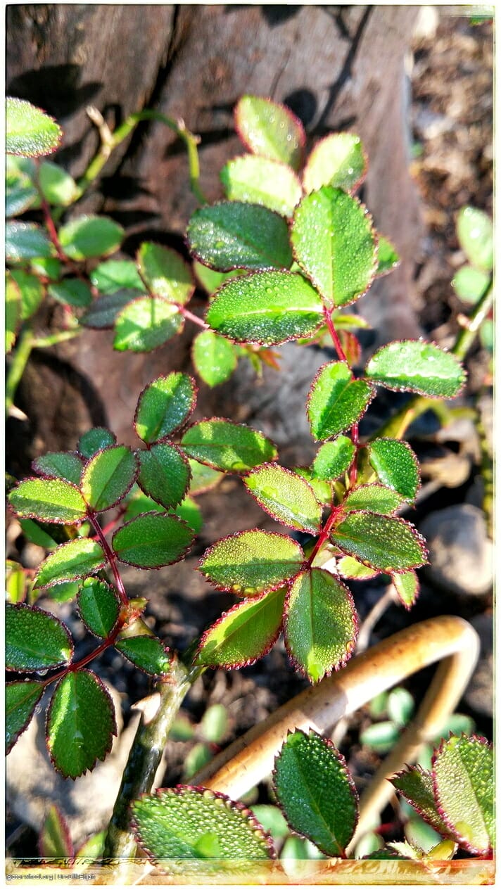 Humming Rolls of Heavyclay 