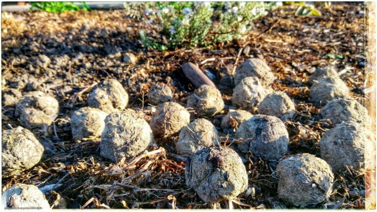 Humming Rolls of Heavyclay 