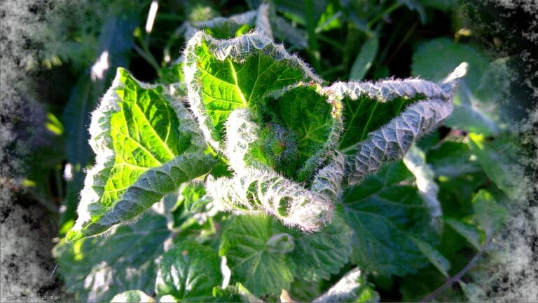 Humming Rolls of Heavyclay 