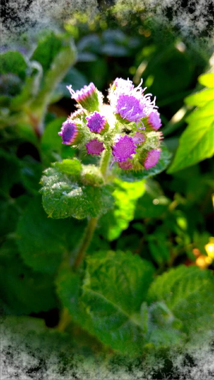 Humming Rolls of Heavyclay 