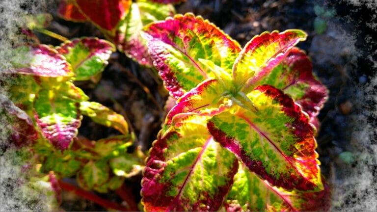 Humming Rolls of Heavyclay 