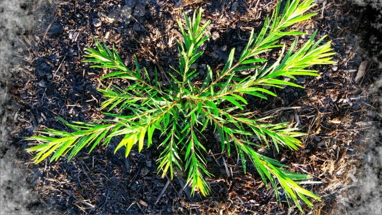 Humming Rolls of Heavyclay 