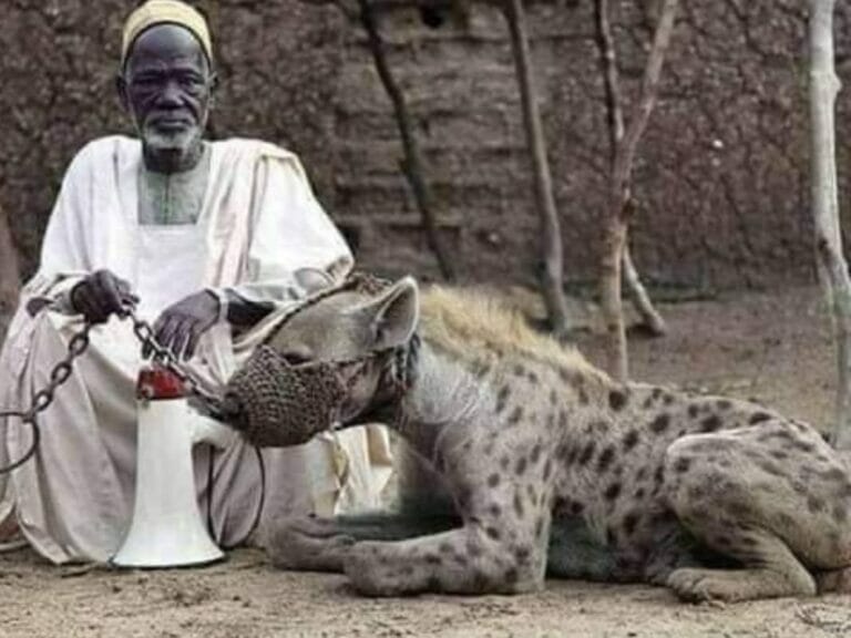 The King of Hyenas