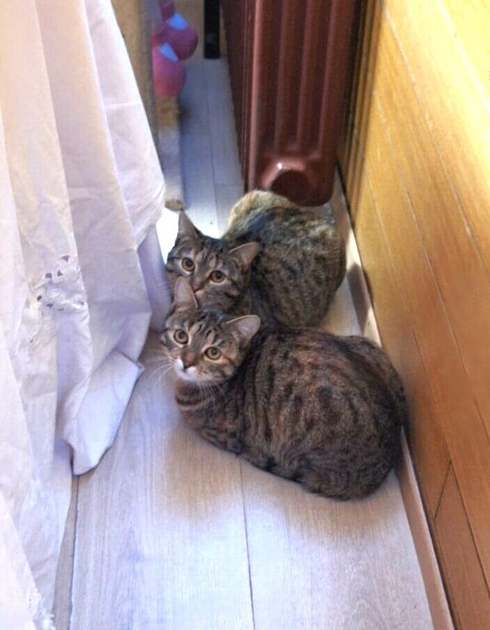 Tone Papiga: Kje pa, drugje? STARWHEEL Tone Papiga: Kje pa, drugje? STARWHEEL