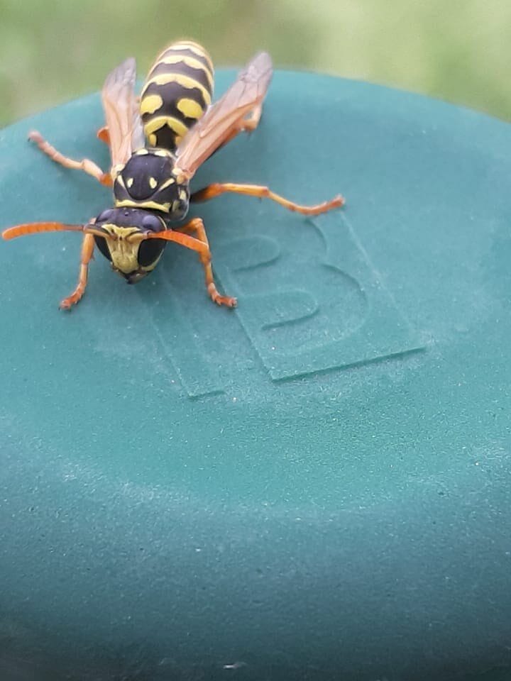 Starinarija in Sari STARWHEEL Starinarija in Sari STARWHEEL