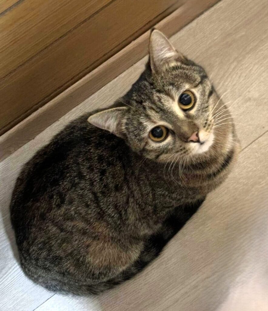 Tone Papiga: Kje pa, drugje? STARWHEEL Tone Papiga: Kje pa, drugje? STARWHEEL