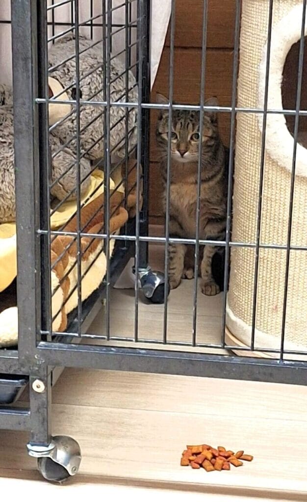 Tone Papiga: Kje pa, drugje? STARWHEEL Tone Papiga: Kje pa, drugje? STARWHEEL